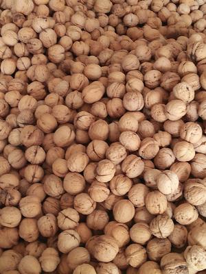 核桃树的果实形状及颜色,核桃树的花与果