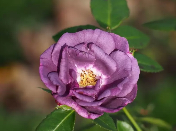 玫瑰花颜色寓意,不同颜色玫瑰花的寓意和象征
