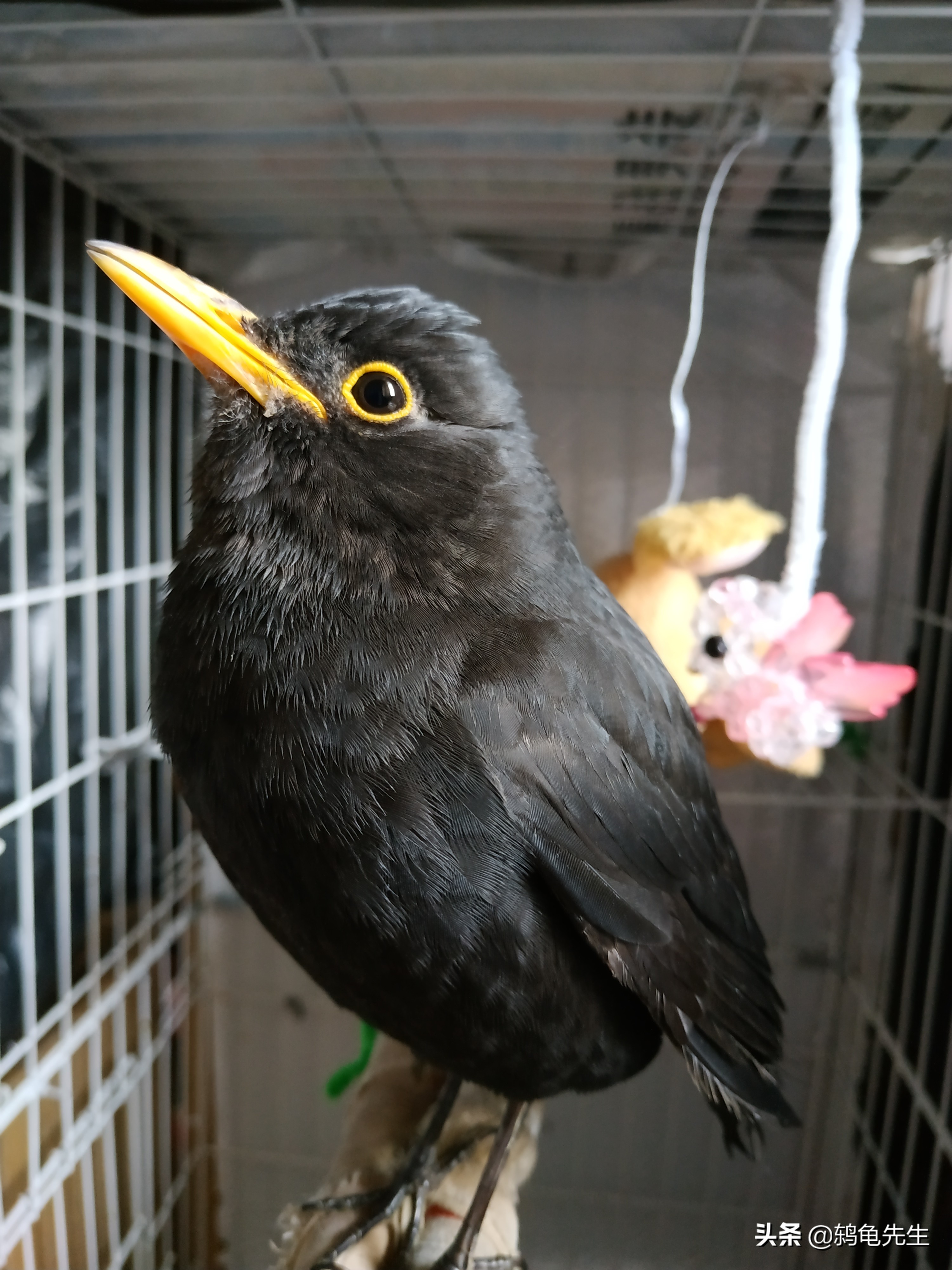 乌鸫为什么一直要张着嘴呢,乌鸫鸟弃巢后其他乌鸫鸟还会来吗