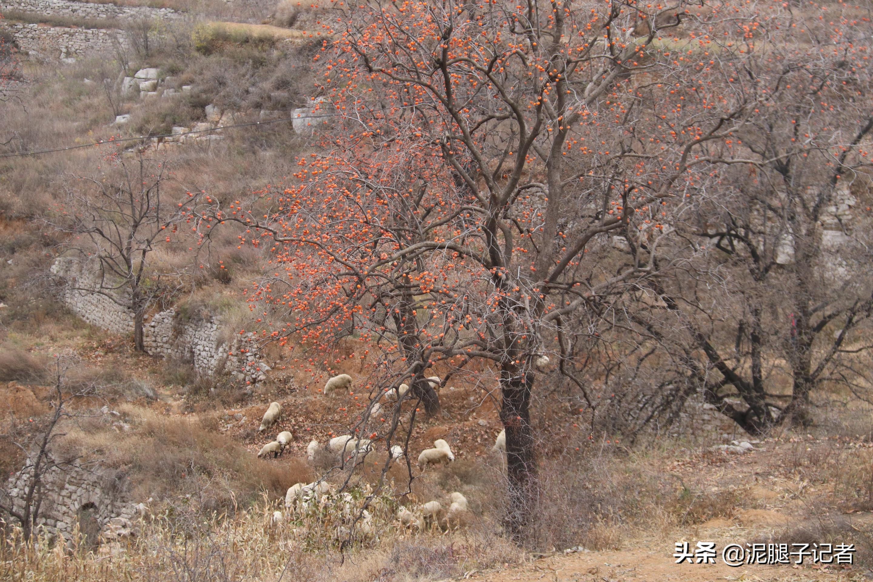 深山老屋无人采摘柿子,柿子红透了却无人采摘