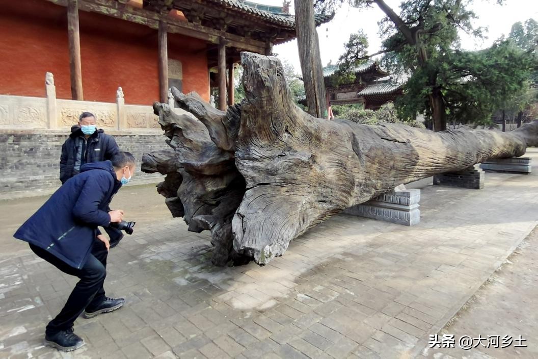 千年乌木关帝庙,关帝庙古树价格