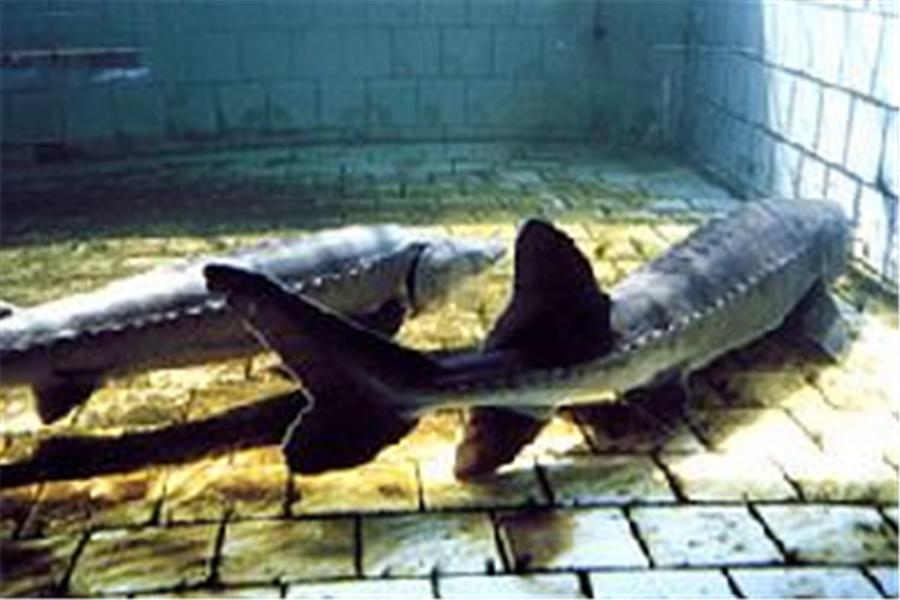 中华鲟要怎么养殖,中华鲟是怎么人工养殖的