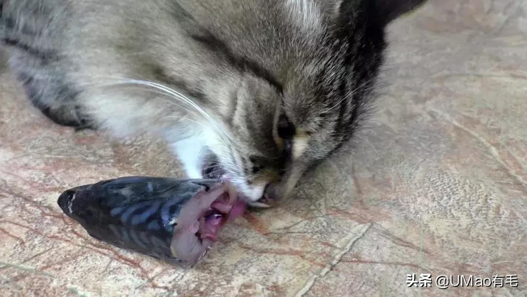 厨房是猫咪的修罗场，随便一项就能重伤