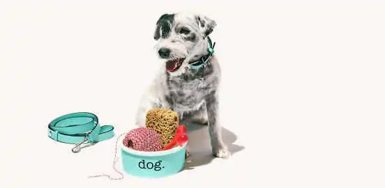 从实用场景到时尚单品，宠物配饰进入2.0时代