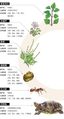 水葫芦为啥消失了,以前常见的水葫芦是否已绝迹