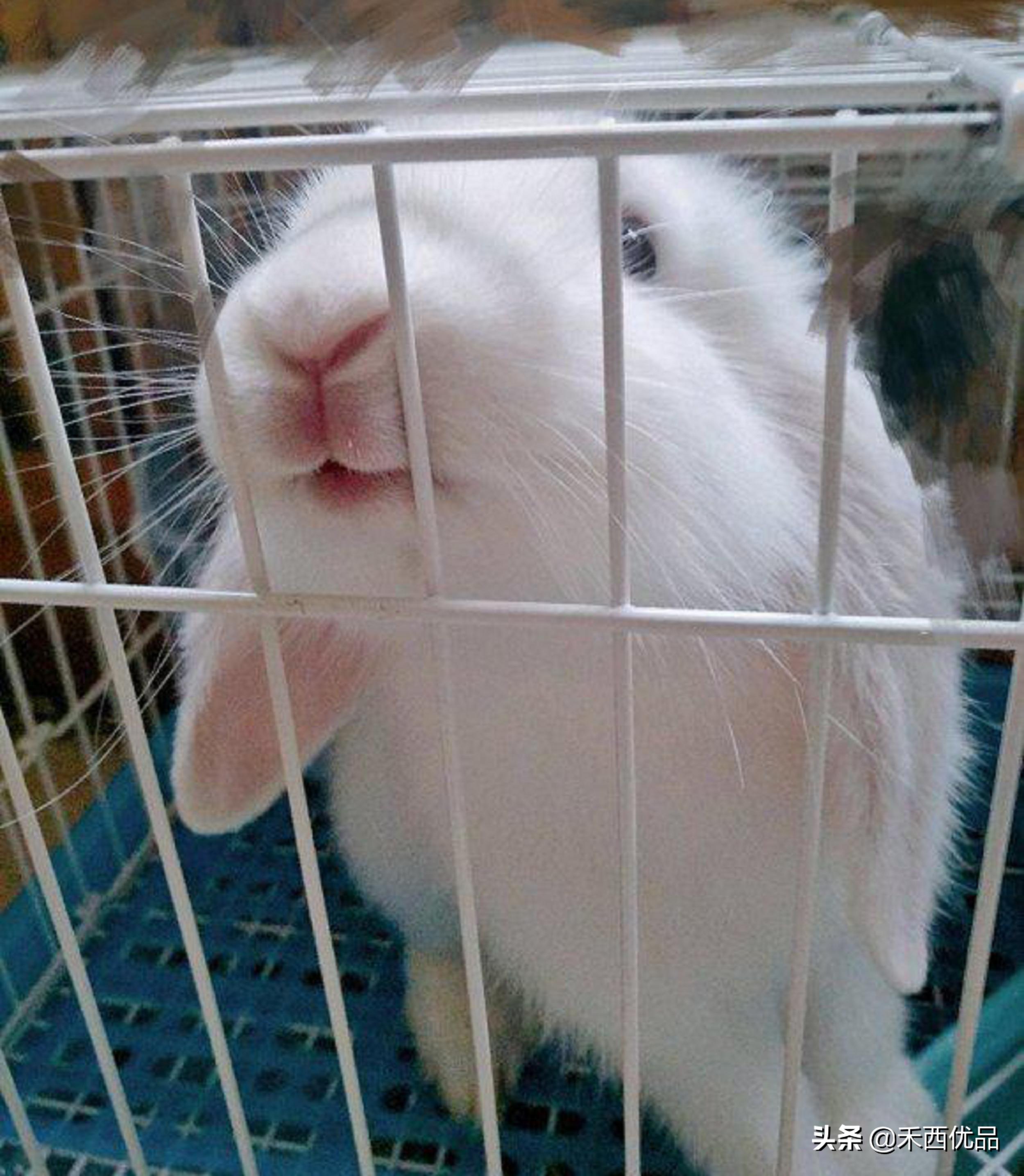 养宠物兔容易得什么病,养宠物兔造成主人贫血