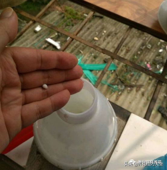 绿萝成灾的最佳方法,家里的绿萝也需要养护和管理