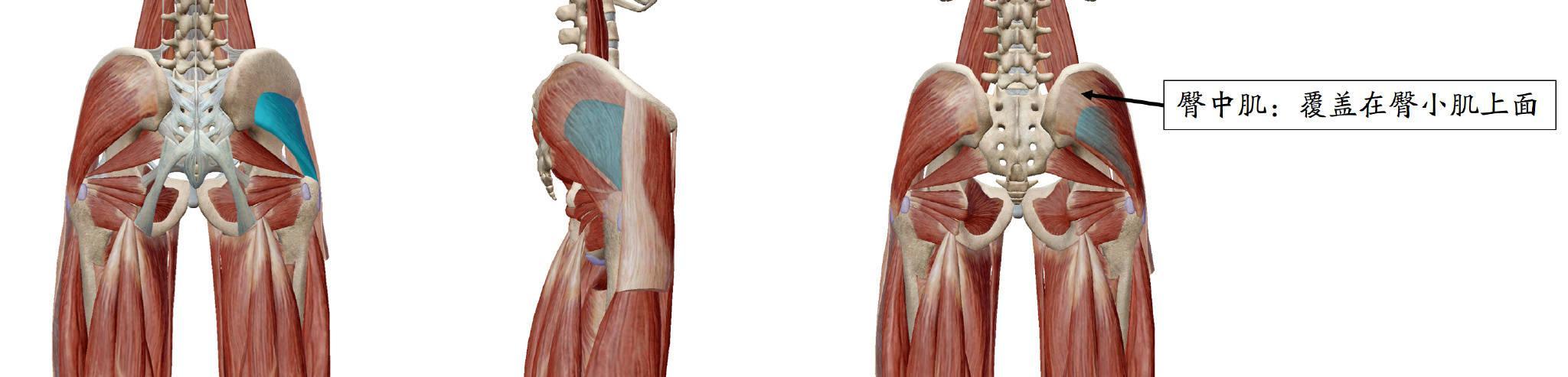 性感翘臀如何打造？为你揭开“蜜桃臀”背后的秘密
