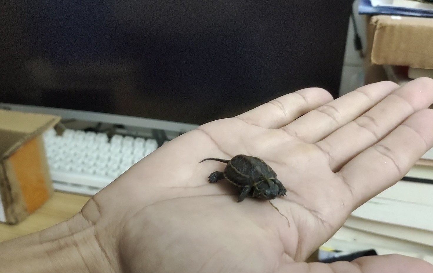 刚开始养乌龟养什么龟最好,新手养龟哪种乌龟最好养