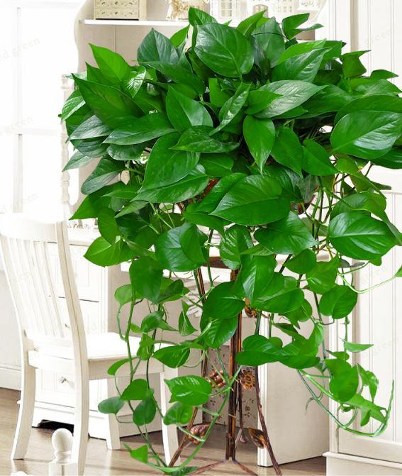 绿萝为什么养到最后变黄变蔫掉了,绿萝换土后发蔫发黄