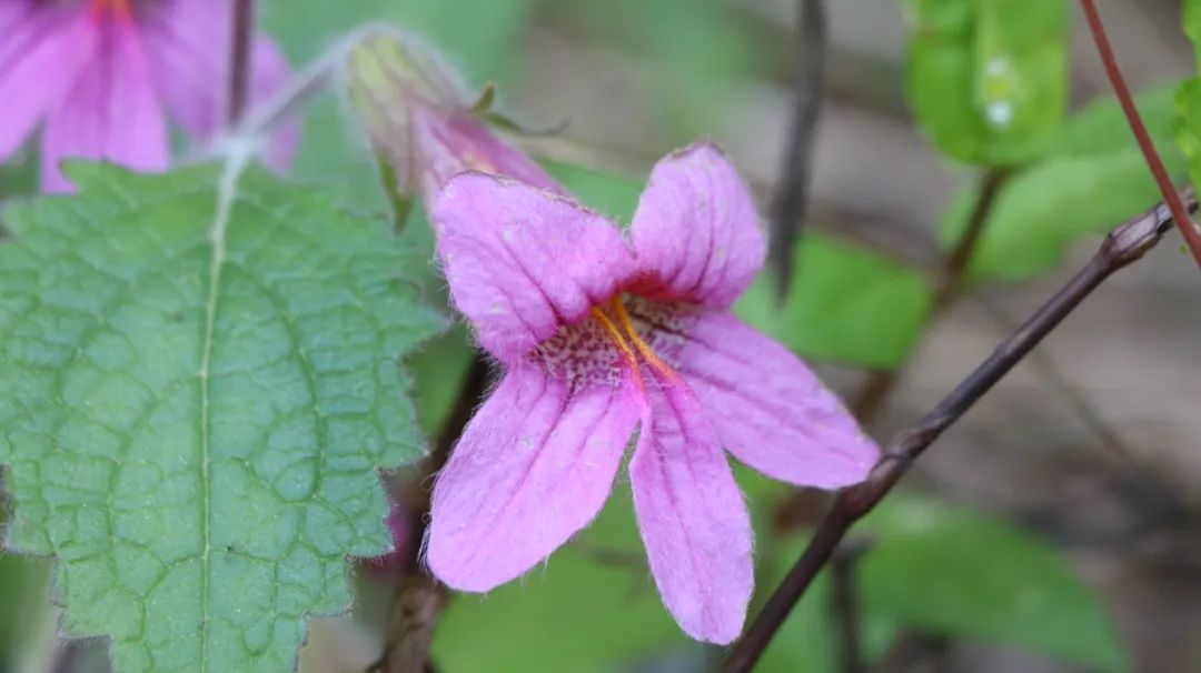 石台仙寓山附近哪里好玩,石台仙寓镇云里居