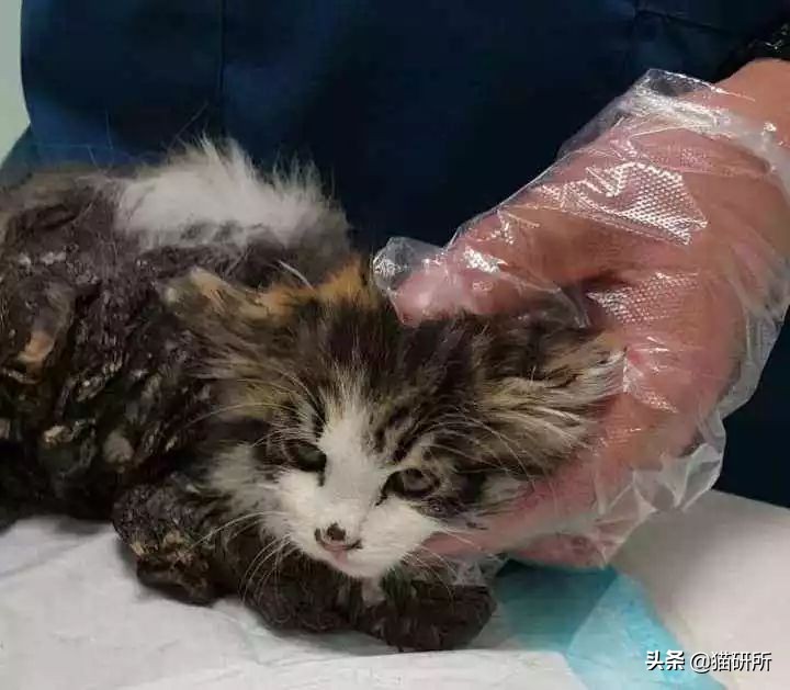 猫咪沾油怎么洗,猫咪沾满衣服怎么洗