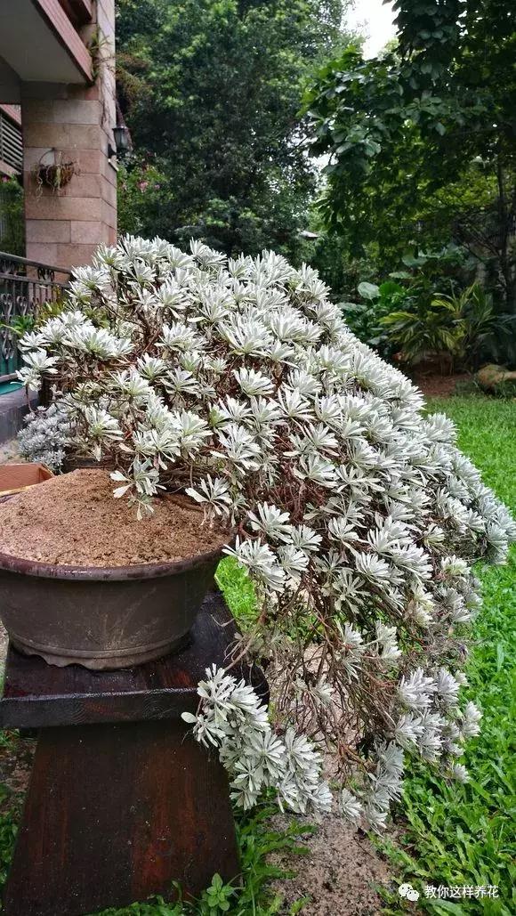 屋里阴冷适合养什么花,密封房间养什么花去味