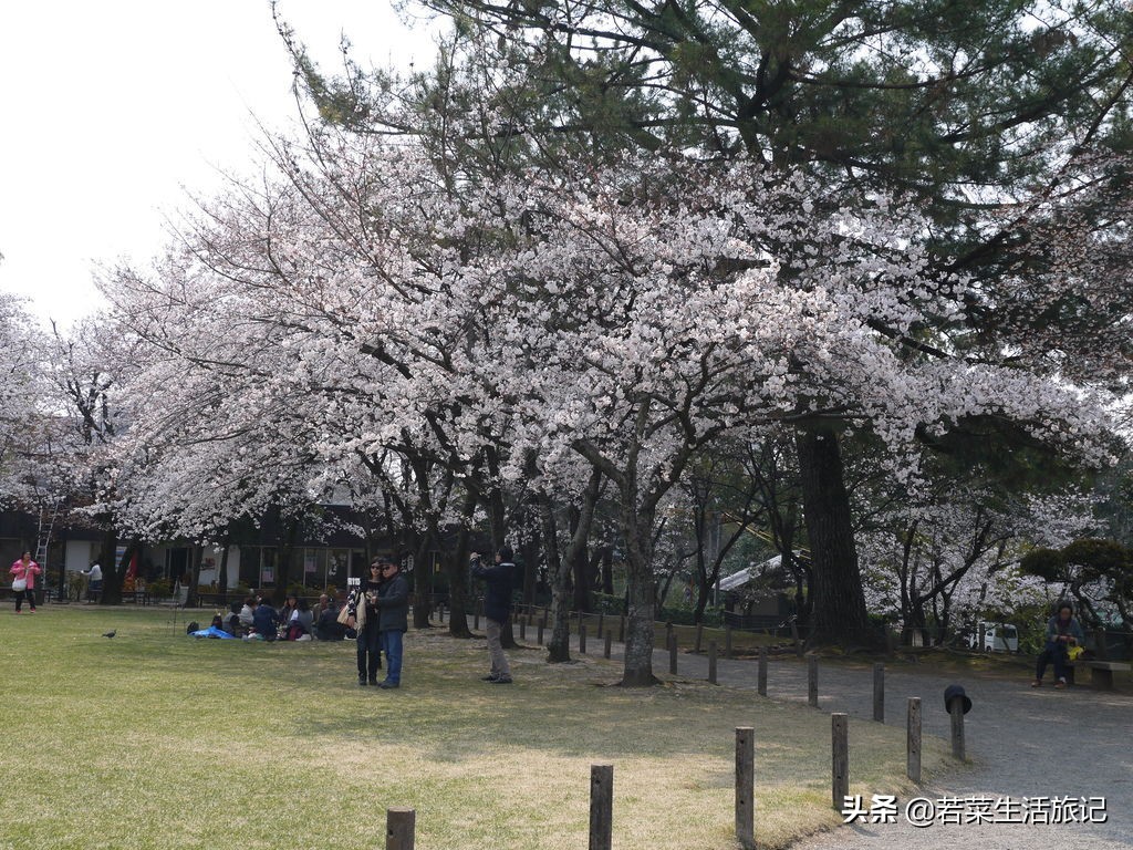 九州岛樱花,九州樱花之旅