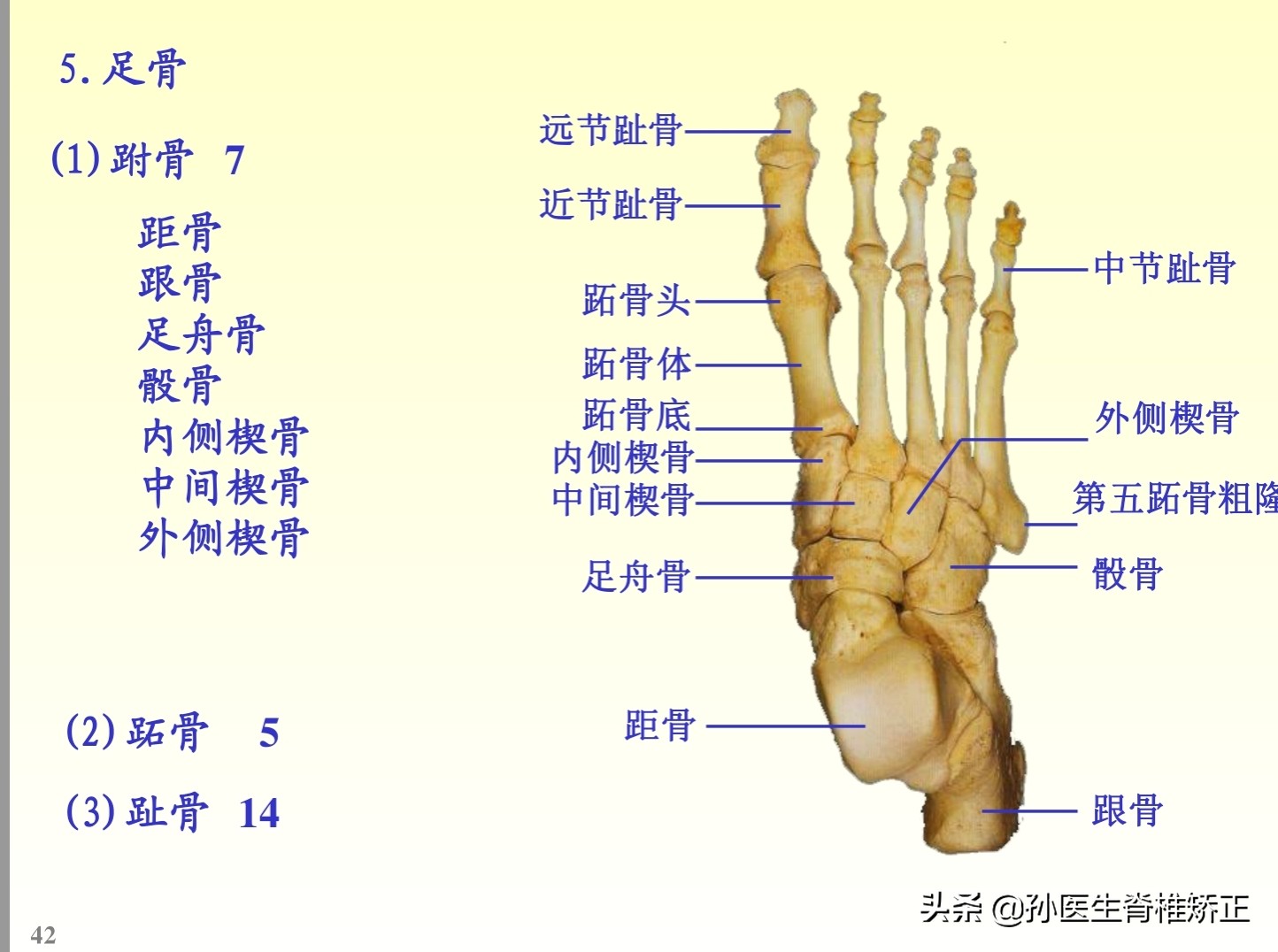 解剖学基础ppt完整版,人体系统解剖学ppt完整版