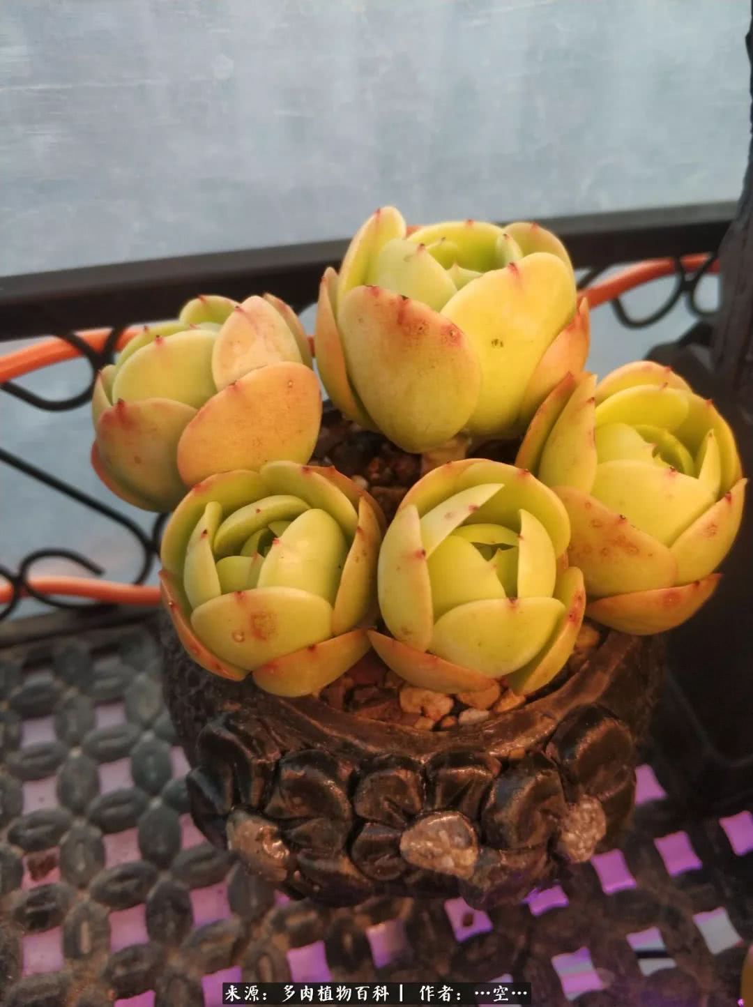 多肉之歌怎么写,多肉之歌