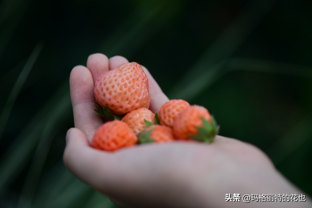 花园里种树莓吗,树莓在庭院里如何种植