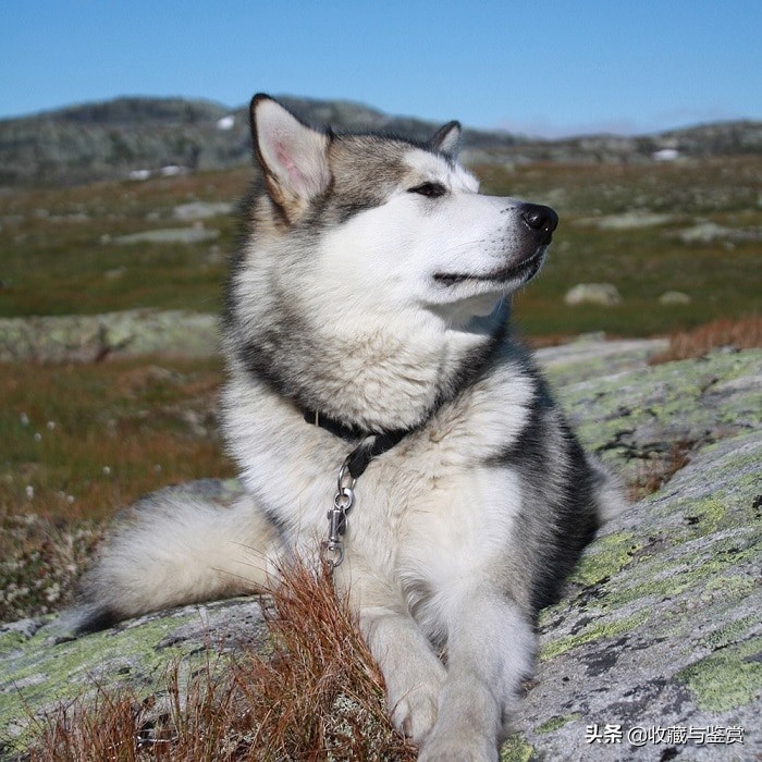 世界上昂贵的25个犬种