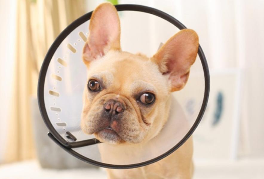 狗狗打架被咬出血,狗打架被咬开皮怎么治疗