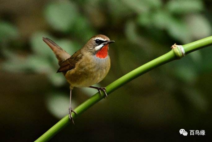 靛颏难养,养靛颏三要素
