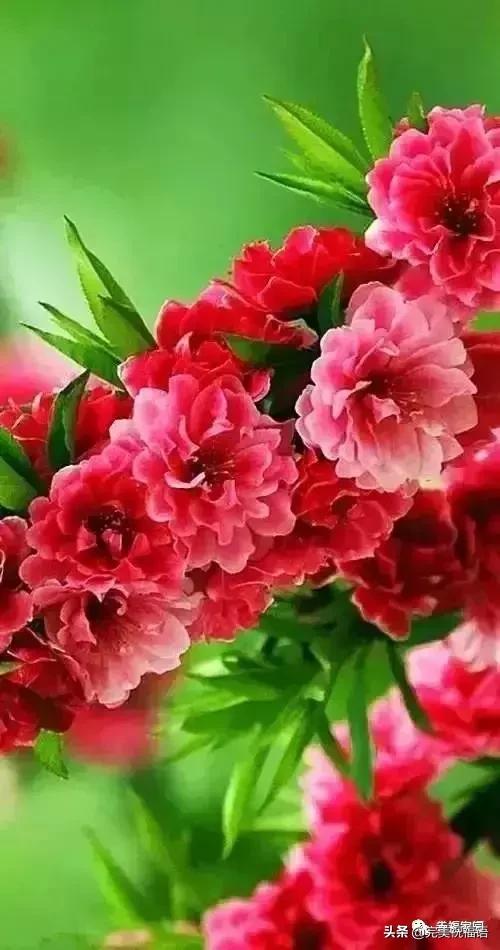 正月初九祝愿大家好运长长久久,正月初九最美好的祝福送给友友们