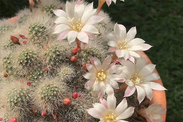 仙人掌开花有多美,仙人掌花开好娇艳