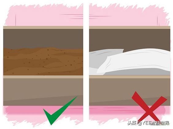 什么陆龟适合新手,哪些陆龟适合新手