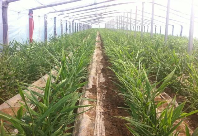 种姜怎么种产量更高,春耕进行时农村种姜