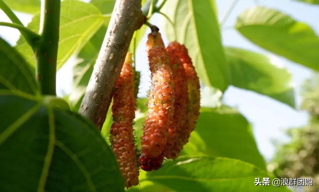 四季果桑有几个品种,新手种果桑哪个品种最好