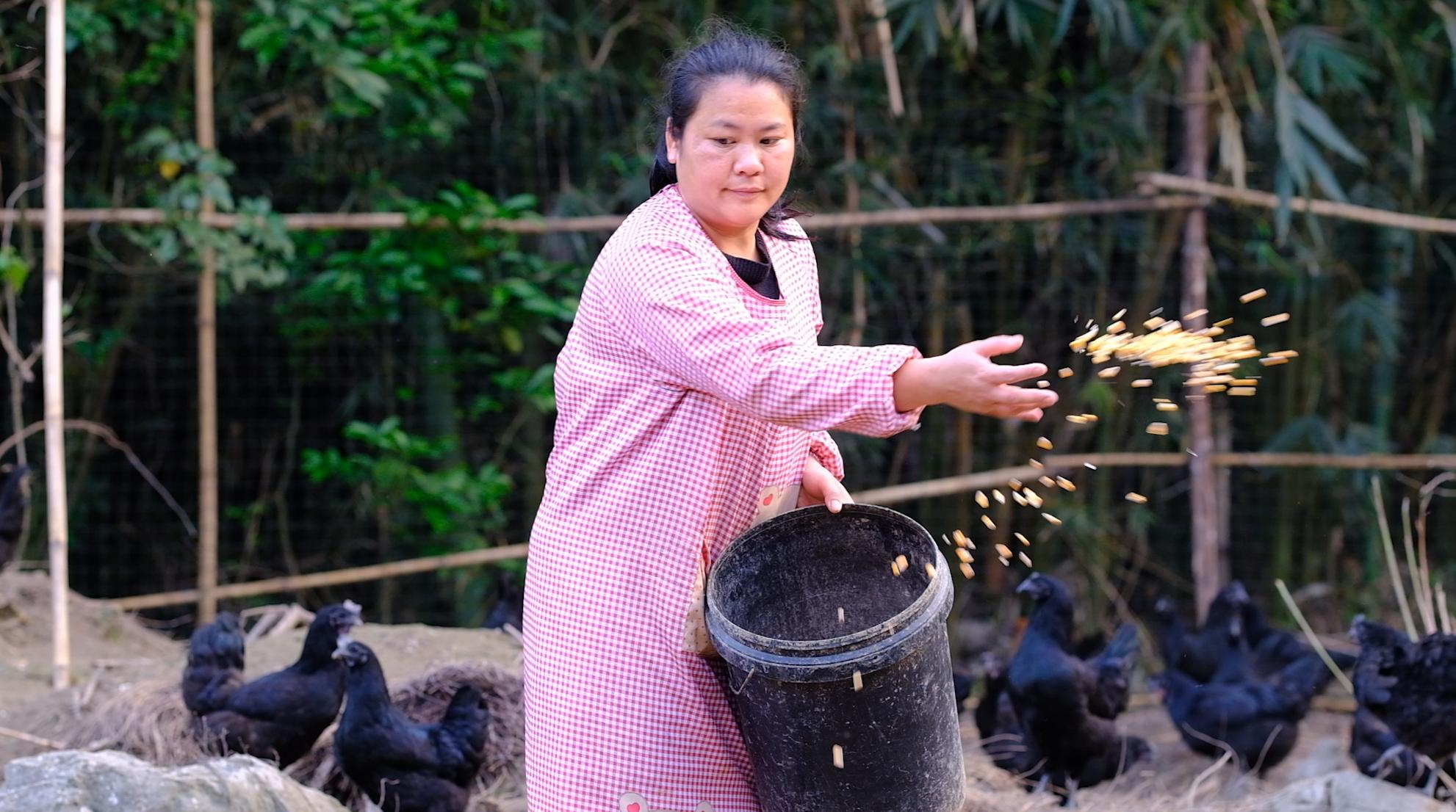 全身灰黑的鸟像鸡一样大不会飞,全身都是黑色的鸡