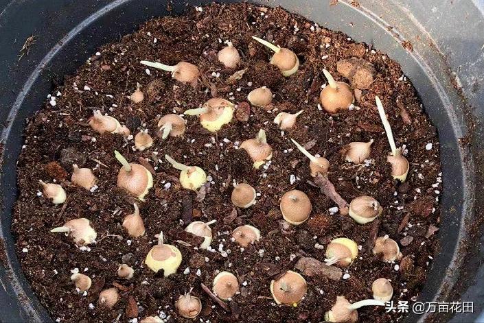 裸根百子莲的栽种方法,马蹄莲的球根种植方法图片大全