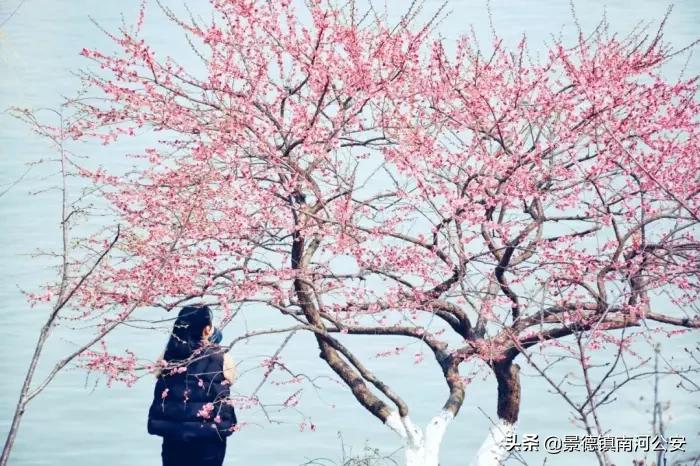 到唐诗中欣赏四季的诗句,诗词经典赏析唐诗三百首唯美古风