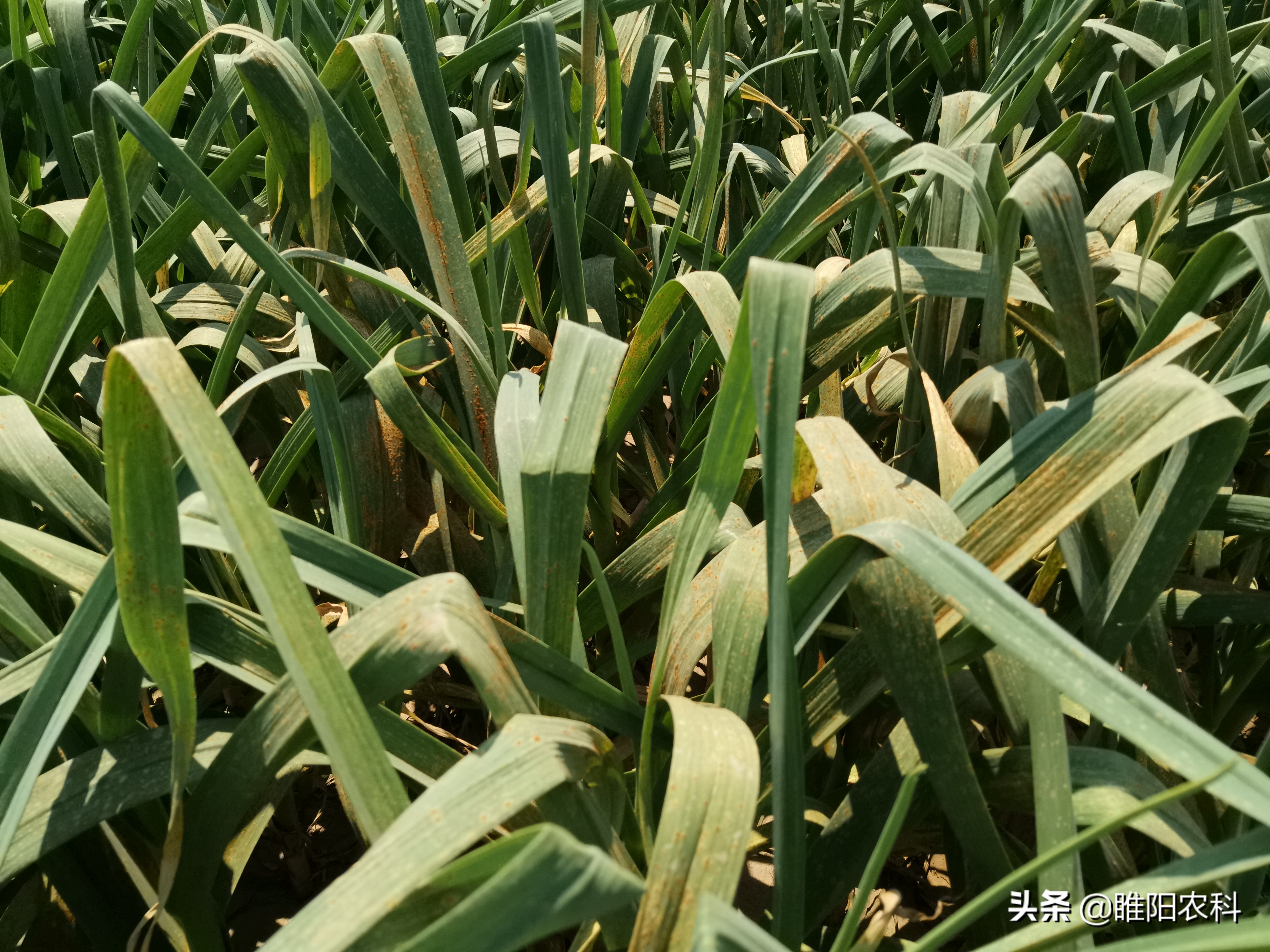蒜头膨大怎么快速增产,大蒜专用膨大增产剂