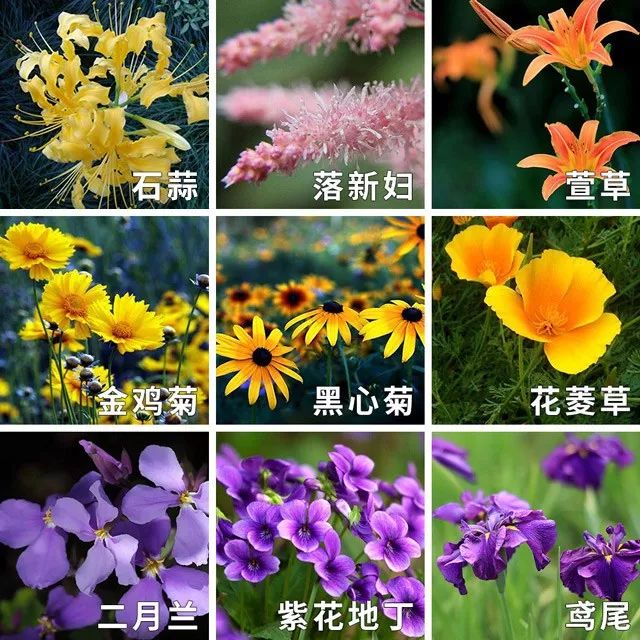 雨水花园植物区,雨水花园水生植物