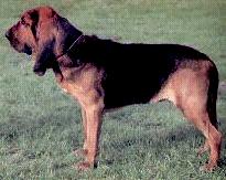 全世界100种名贵狗,世界上46多种名狗图文说明