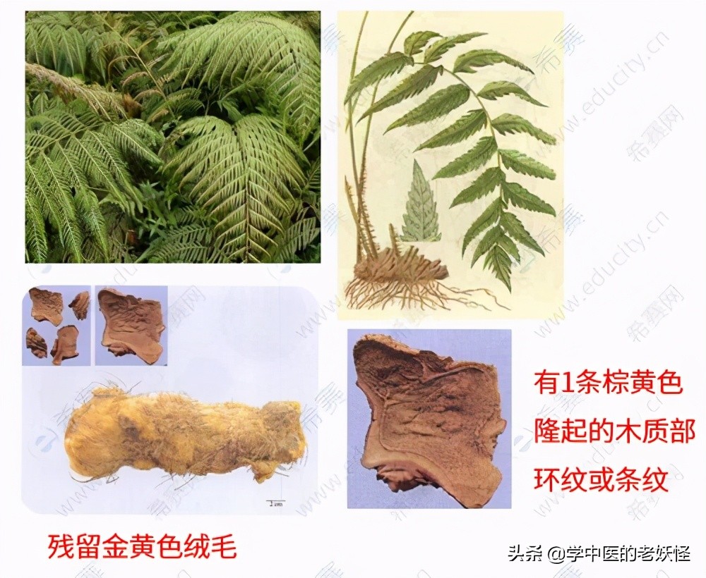 狗脊贯众中药,狗脊中药图片