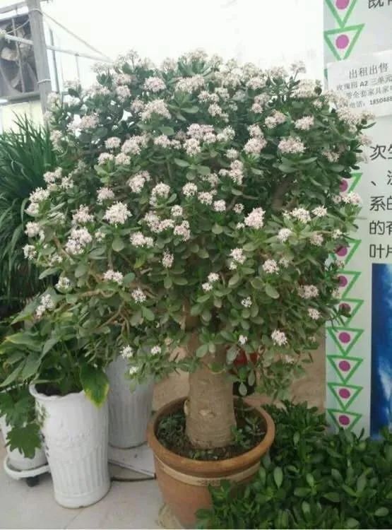 养花镇宅,养花知识大全什么植物能镇宅