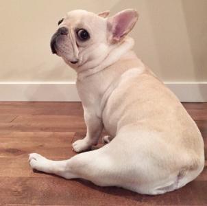 怎么挑选没体臭的斗牛犬,法国斗牛犬有浓痰