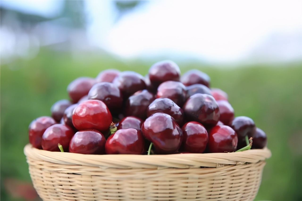 沈阳采摘樱桃园哪个最好玩,沈阳华仔大樱桃采摘园