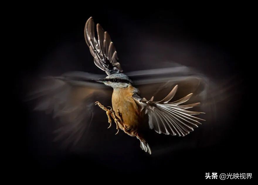 世界鸟类顶级摄影大全,2022年最佳鸟类摄影师奖35张照片