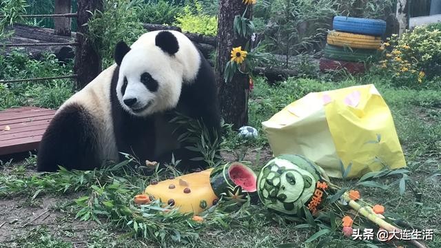 大连森林动物园熊猫生日会,大连森林动物园网红大熊猫