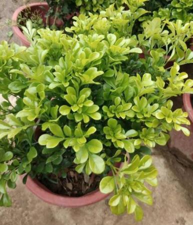 盆栽米兰花修剪技巧,米兰花怎么修剪叶子上有白色斑点