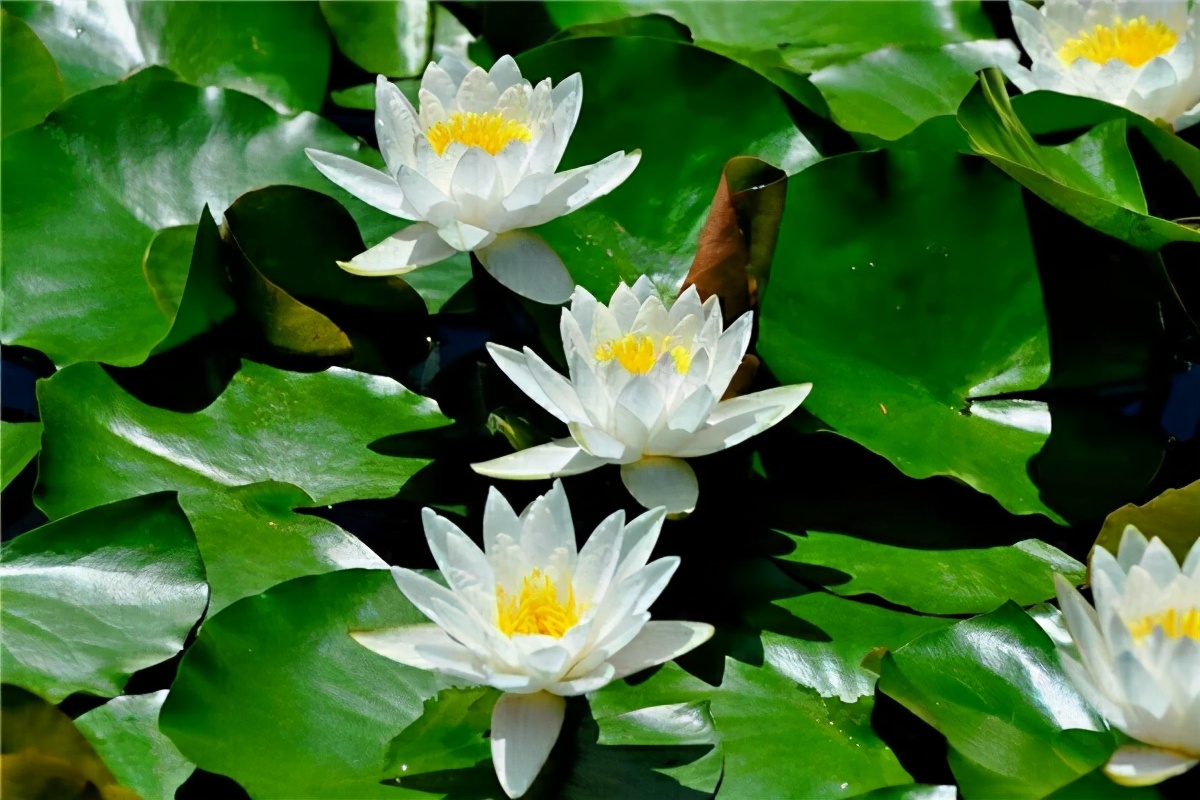 盘锦大洼上口子村,盘锦市大洼区2021年都哪些村搬迁