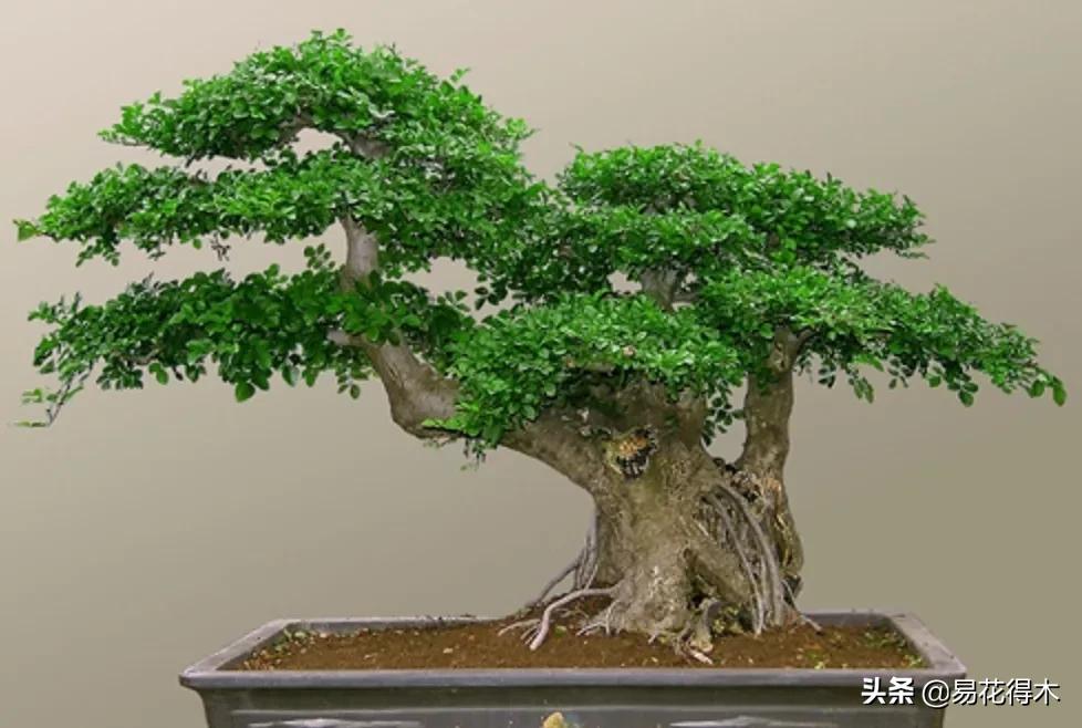 盆景制作技法与鉴赏教案,盆景制作与欣赏文章