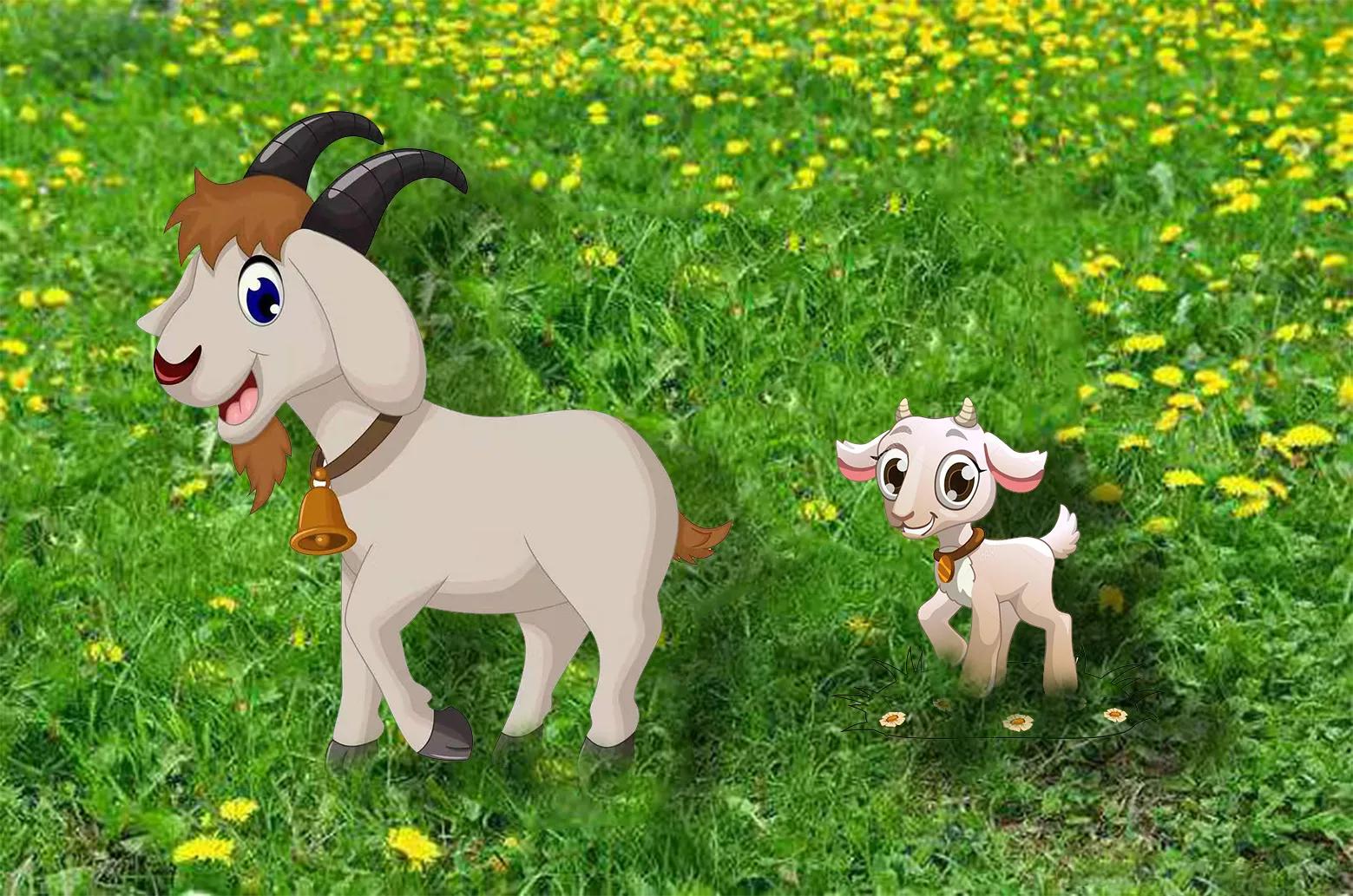 羊肉的脂肪高还是蛋白质高,羊肉的分类和用途