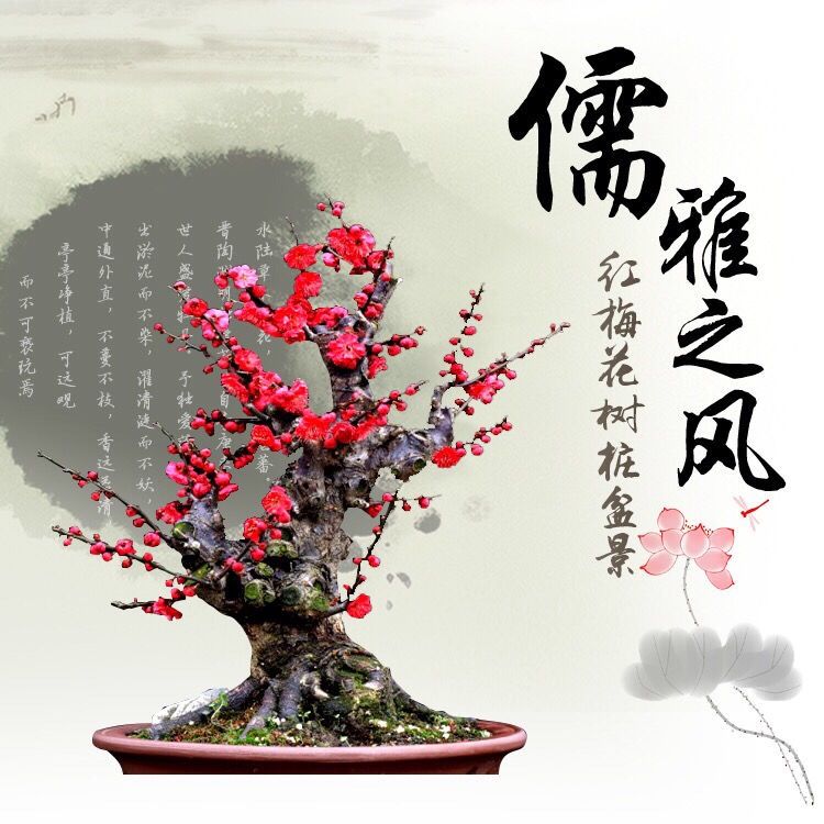 红梅花盆景大全,红梅盆景结顶造型图片