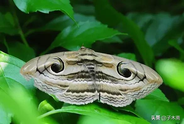 幼果期虫害,防止果树生虫子小妙招