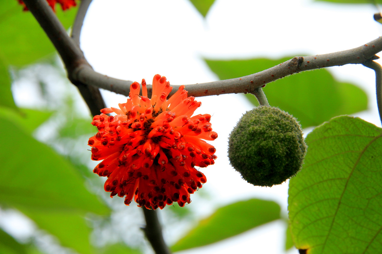 江西农村才有的31种正宗野果,农村100种野果图片带名称大全