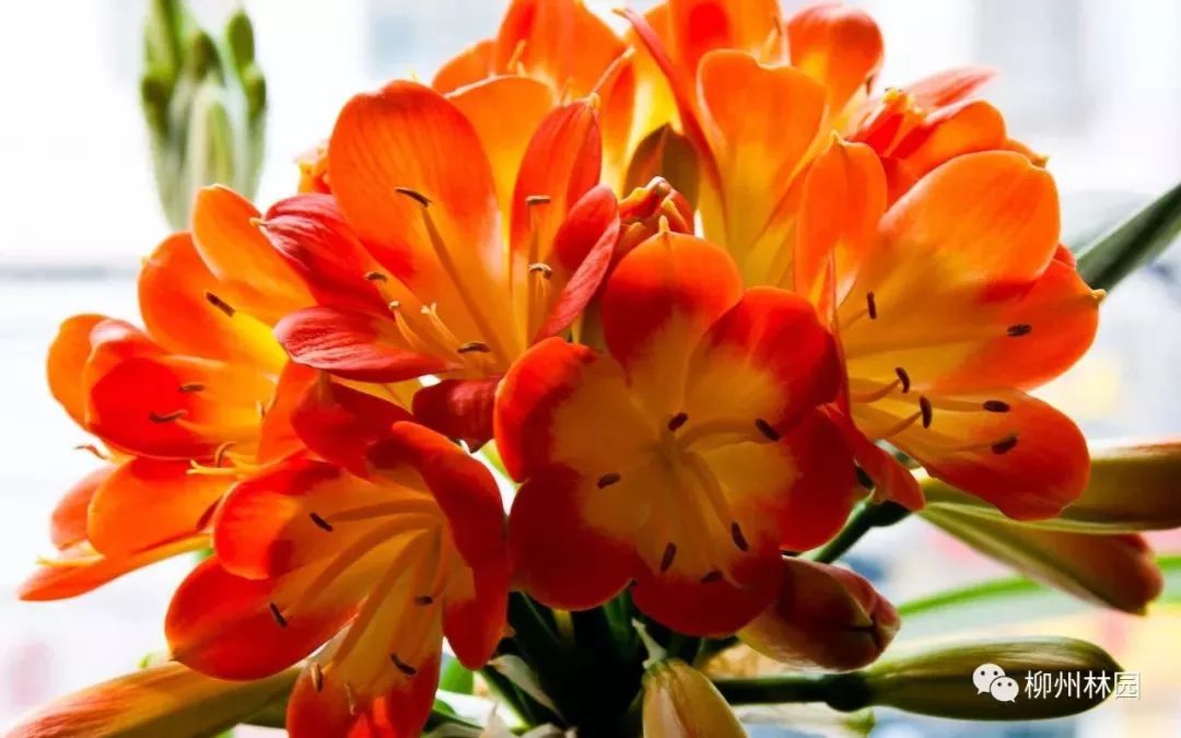 父亲节折什么花给父亲好,父亲节送给父亲什么