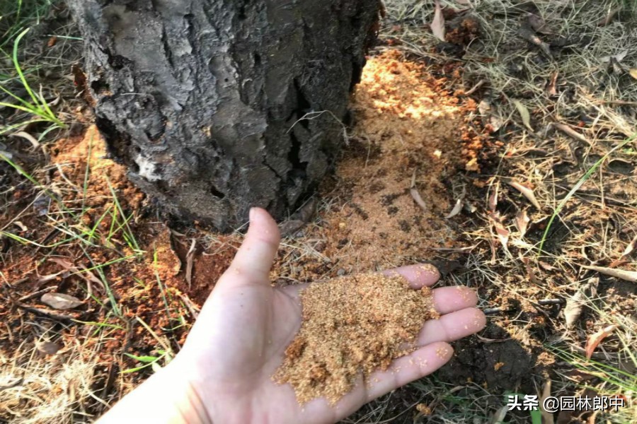 树底下掉一堆木屑是什么虫害,树木蛀干害虫有哪些